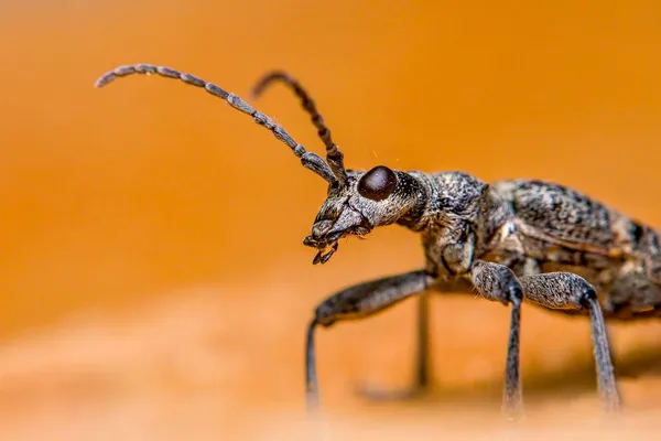 Tired legs with Eucaliptus Massage
